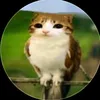 littlechickeneater