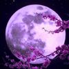 purplemoonxtw