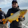 francod.veron