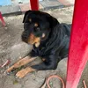 cristi_turcu7