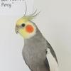 leovaldezthecockatiel