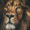 the_lionhearted