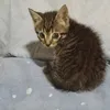 ginebra_gata