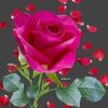 user20074387394792