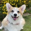 annyeong.corgi