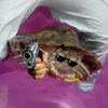 turtledoingdumbshit117