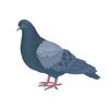 newyorkpidgeon