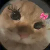 _xoqt