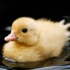 duckmaster20000