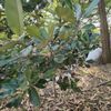 nullmau