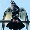 irfanjaan_02