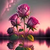 msameer303