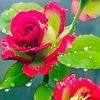 shahnawaz5685