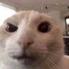 bimba_1_