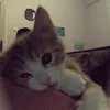 michhanbutdk1
