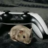 chomikbenblog