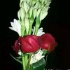 zahir958