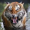 tigermiddleman