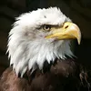 talkingeagle743