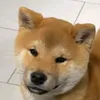 gorangogi1