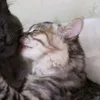 hmyr_prvt