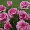 abeer1047