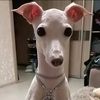 italiangreyhoundleon