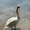 cienpagez