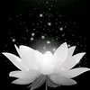 oanh.thy29