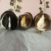 thosethreeboarss