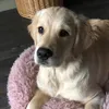 nala_the_dog2