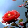user8446111240388