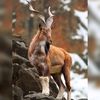 markhor5924