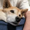 protection_dog_lucky