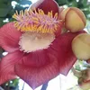 maikimquynh0306