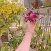 anhthaotran106