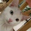 allison_sharick_uri