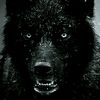alfa_wolf_777