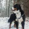 masha.the.bernese