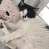 miauwmiaw