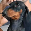 duecuorieunbassotto