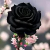 user4062031161808