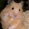 hamstersensei