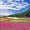 angelrose33730