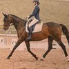 od.dressage