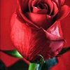 maria_16pirir