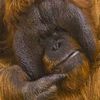 gingerdwarf567