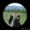 abirhosen677