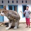 pecinta_camping