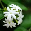 jasmine_flower59